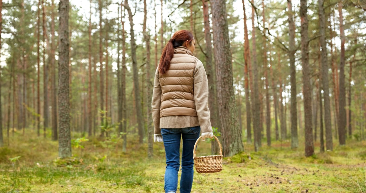 Idziesz na grzyby? Lepiej uważaj na takiego borowika. Za jego zerwanie grozi surowa kara. /123RF/PICSEL