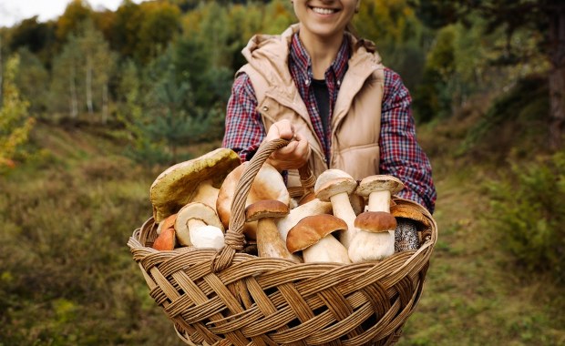 Idziesz na grzyby? O tym musisz pamiętać