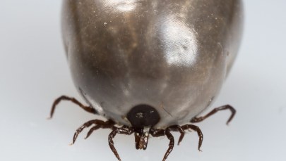 Idziesz na grzyby? Uważaj na kleszcze!