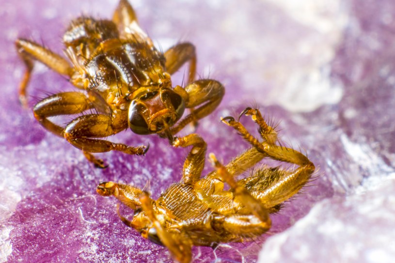 Idziesz w plener? "Latające kleszcze" mogą zaatakować bez ostrzeżenia