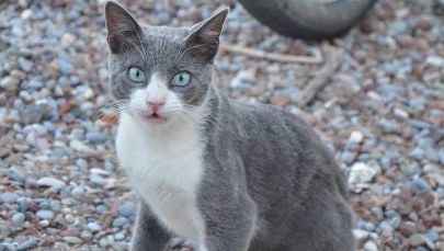 Ig Noble za badania wielkich uszu, "płynność" kotów i rozchlapywanie kawy