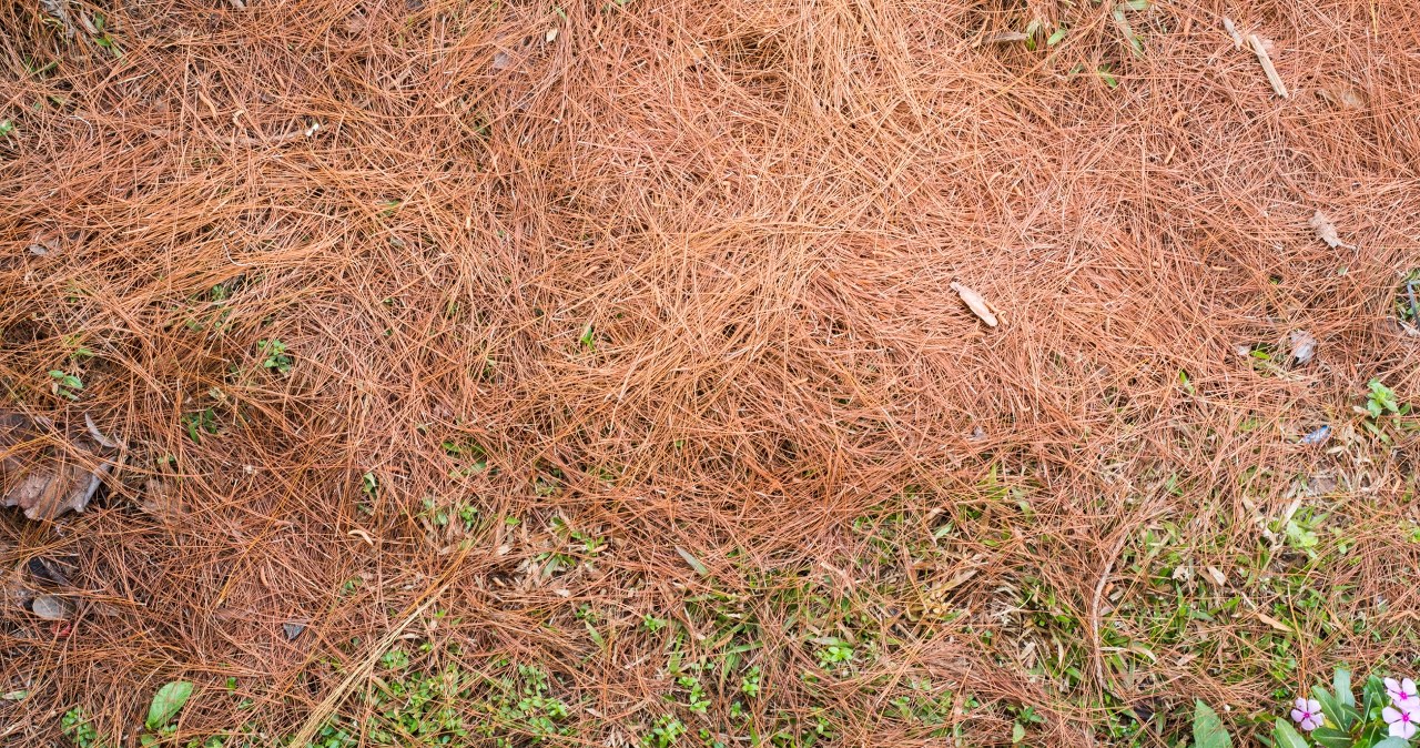 Igliwie tworzy naturalną ściółkę. /Pixel