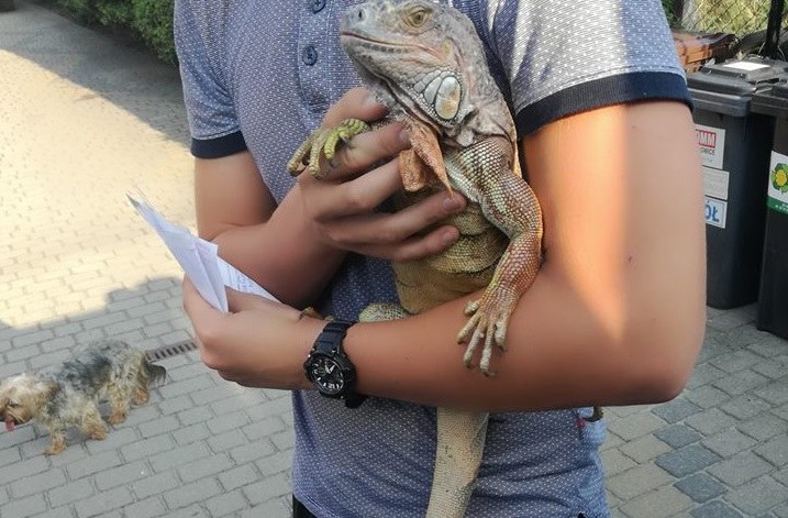 Iguana wróciła do właściciela /OSP CHEŁM ŚLĄSKI /