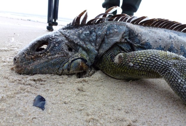 Iguana znaleziona na wyspie Mellum /SILKE SCHMIDT/MELLUMRAT E.V /PAP/EPA