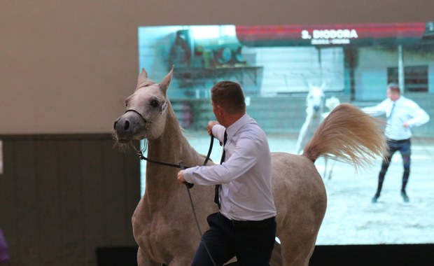 III Krakowski Pokaz Koni Arabskich za nami. "Rynek jest bardzo trudny"