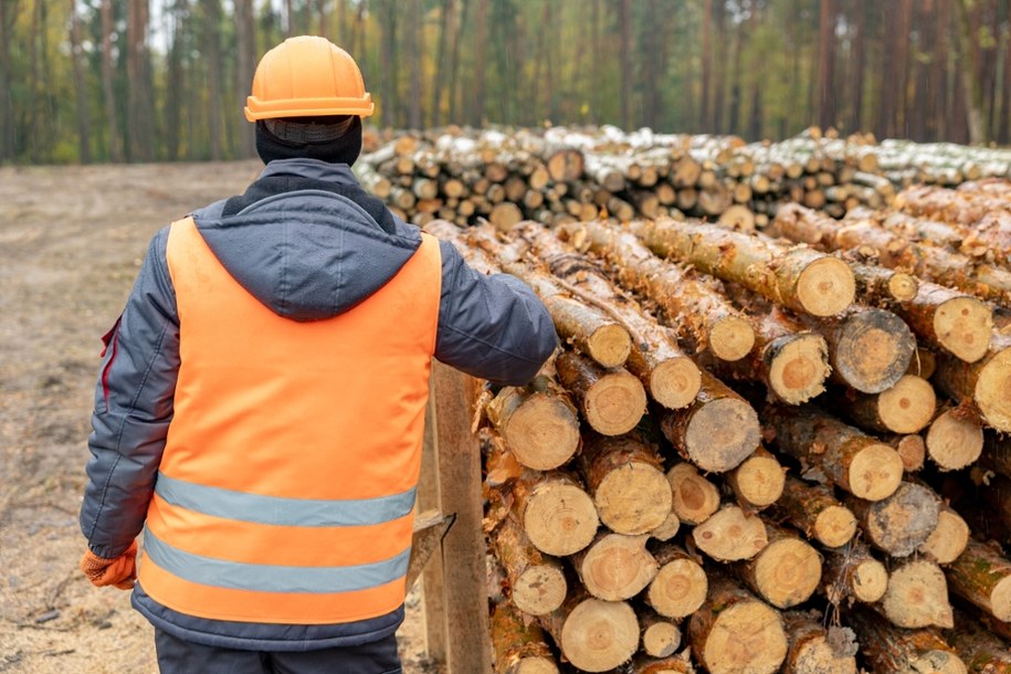 Ikea inwestuje w lasy nad Bałtykiem. Ingka Group kupuje 153 tysiące hektarów na Łotwie i w Estonii za rekordowe 720 milionów euro /Shutterstock