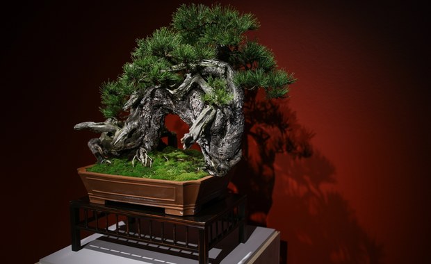 ​Ikebana i bonsai. Piękno natury na wystawach w krakowskim Muzeum Manggha