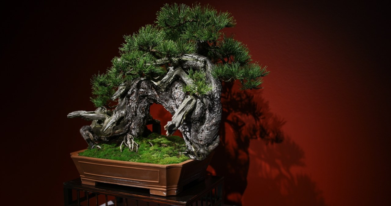 ​Ikebana i bonsai w krakowskim Muzeum Manggha. Galeria