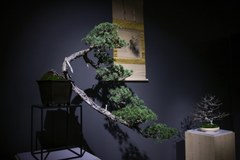 ​Ikebana i bonsai w krakowskim Muzeum Manggha. Galeria