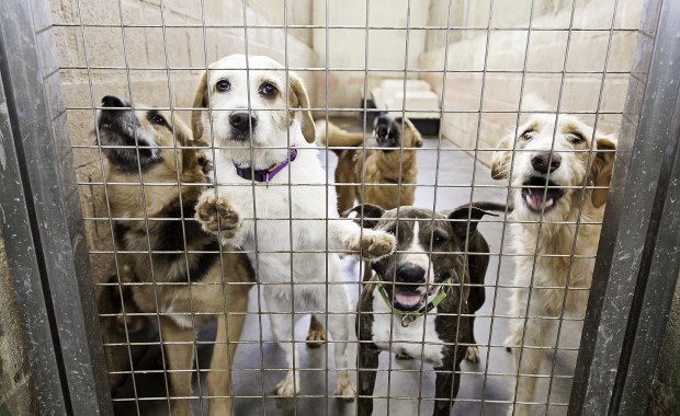 Iława: bracia wypuścili psy ze schroniska. Chcieli im dać wolność