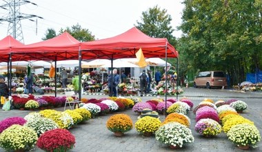 Ile będą kosztować chryzantemy w 2024 roku? "Ważnych jest 5 dni przed Wszystkimi Świętymi"