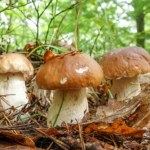 deszcz Ile dni po deszczu rosną grzyby? Nie idź do lasu za szybko