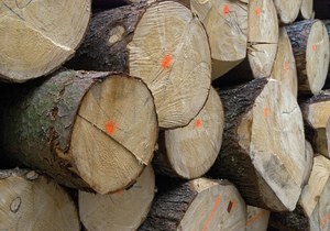Ile drewna sprzedają Lasy Państwowe i kto na tym traci?