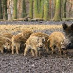 Ile dzików jest w Polsce i ile wkroczyło do miast? Eksperci podali liczby