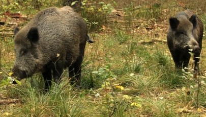 Ile dzików odstrzelili polscy myśliwi? Znamy statystyki