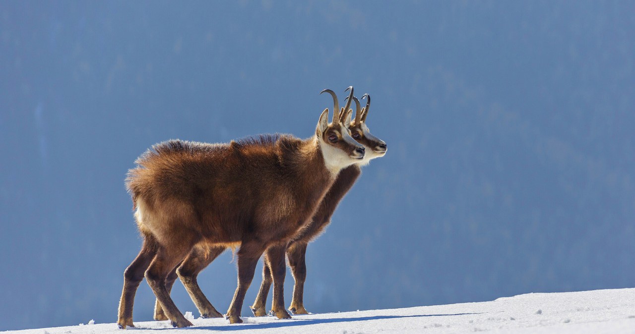 Ile jest kozic w Tatrach? /Marcin Wielicki / Forum /Agencja FORUM