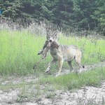 Ile jest wilków w Puszczy Knyszyńskiej? Sprawdzą to fotopułapki