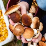Ile kosztują grzyby w skupie? Tyle można zarobić na znajomości grzybów