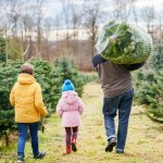 jodła Ile kosztuje choinka na święta? Polacy już stawiają je w domach