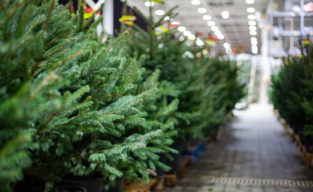 ​Ile kosztuje choinka w 2025 roku? Aktualne ceny drzewek w Polsce