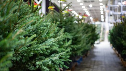 ​Ile kosztuje choinka w 2025 roku? Aktualne ceny drzewek w Polsce