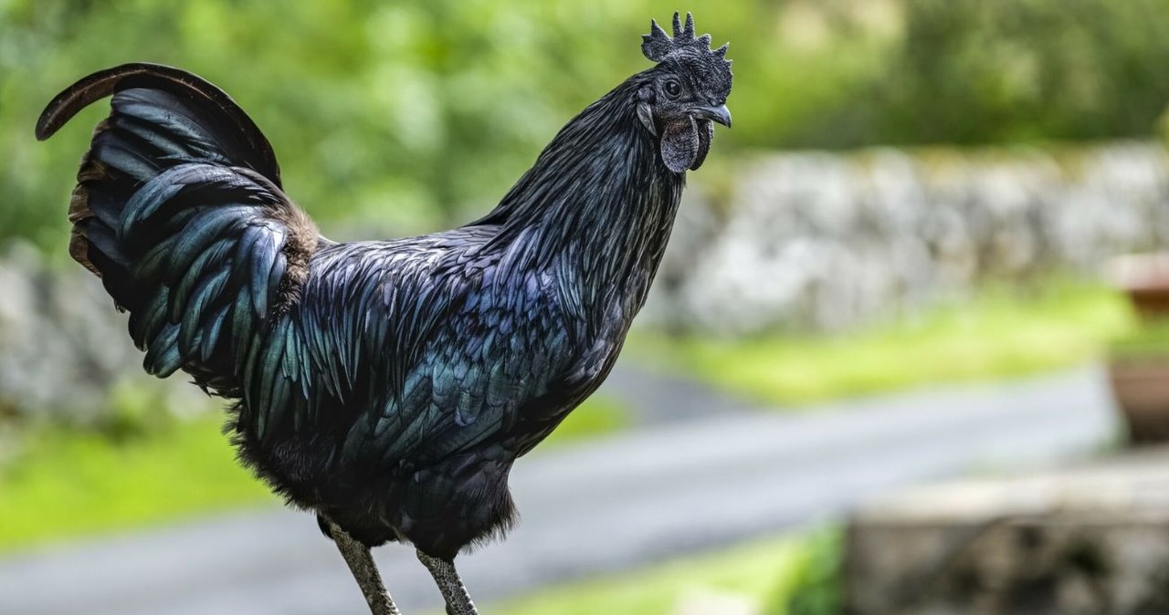 Ile kosztuje czarna kura Ayam Cemani? /Michael Thornton/Design Pics /East News