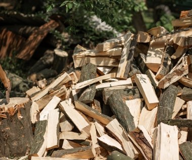 Ile kosztuje drewno opałowe? Cena kubika drewna zależy od gatunku