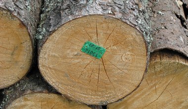 Ile kosztuje drewno opałowe? Ceny w grudniu bardziej atrakcyjne niż w listopadzie