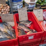 Ile kosztuje karp? Tyle zapłacisz za rybę na chwilę przed świętami