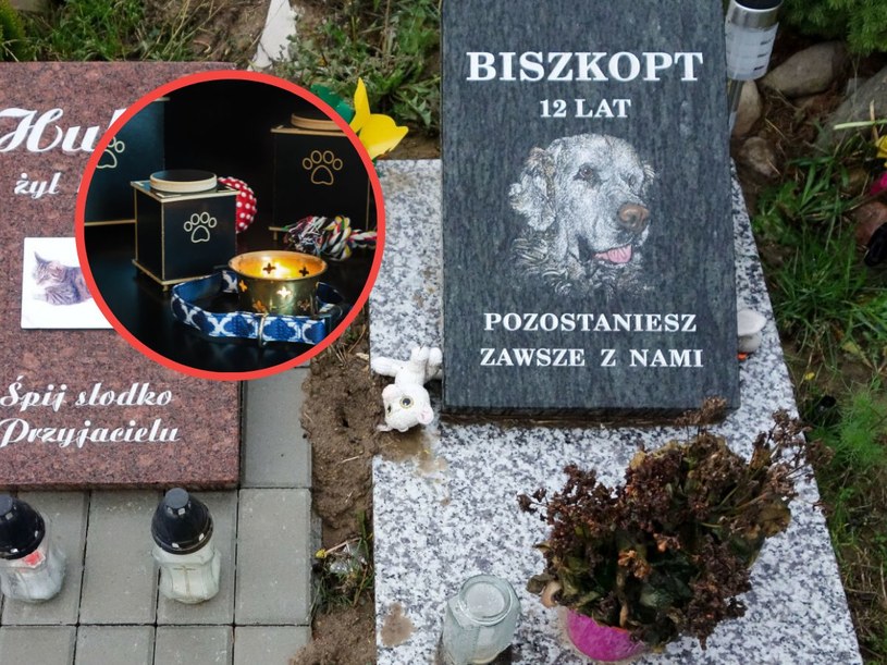 Ile kosztuje kremacja psa i czy możliwa jest w Polsce? /Piotr Kamionka/Reporter, 123RF/Picsel /