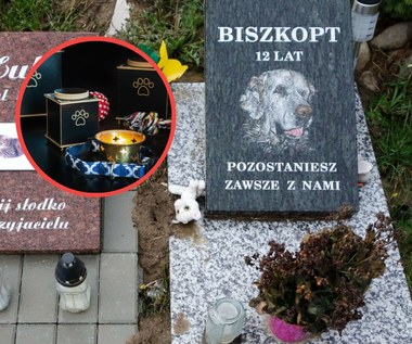 Ile kosztuje kremacja psa i czy możliwa jest w Polsce?
