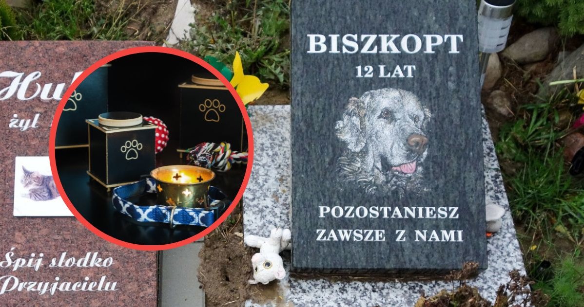 Ile kosztuje kremacja psa i czy możliwa jest w Polsce? /Piotr Kamionka/Reporter, 123RF/Picsel /
