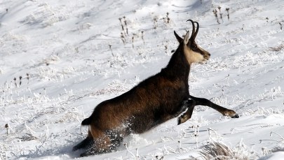 Ile kozic jest w Tatrach? TPN już wie 