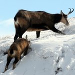 Ile kozic żyje w Tatrach? Wyniki liczenia zaskoczyły specjalistów