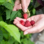 Ile możesz zjeść dziennie? Niektórzy powinni uważać 