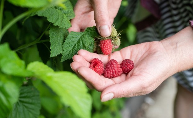 Ile możesz zjeść dziennie? Niektórzy powinni uważać 