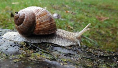 Ile można zarobić na ślimakach winniczkach? Mała fortuna