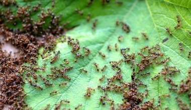 Ile mrówek chodzi po świecie?