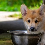 Ile powinien pić pies? Zwróć na to uwagę każdego dnia 