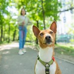 Ile razy dziennie wychodzisz ze swoim psem? Weterynarz mówi, że dwa razy to za mało