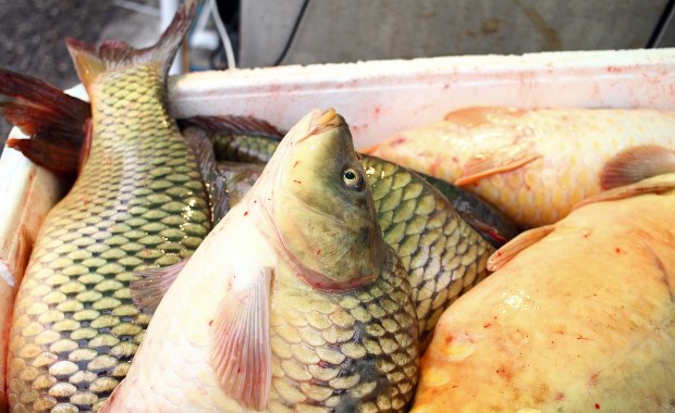 ​Ile w tym roku będzie kosztował karp na święta?