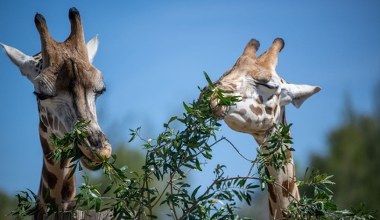 Ile waży serce żyrafy? Pięć ciekawych faktów o żyrafach