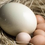 Ile ważyło największe jako na świecie? Struś może schować głowę w piasek