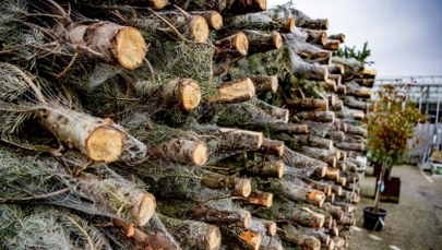 Ile zapłacimy za choinkę w Lasach Państwowych? Zależy m.in. od regionu