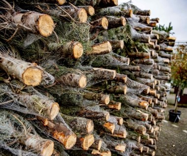 Ile zapłacimy za choinkę w Lasach Państwowych? Zależy m.in. od regionu