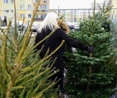 Ile zapłacimy za choinkę w tym roku? Leśnicy podali ceny drzewek, mogą zaskakiwać