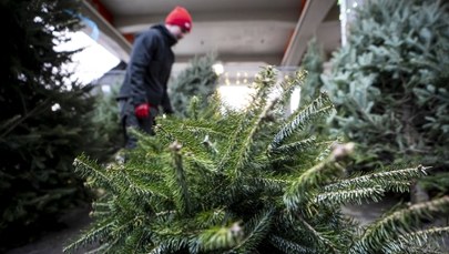 Ile zapłacimy za choinkę z nadleśnictwa? Cena może przyjemnie zaskoczyć