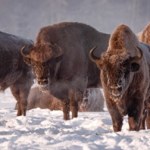 Ile żubrów występuje w Puszczy Białowieskiej? Mamy rekord