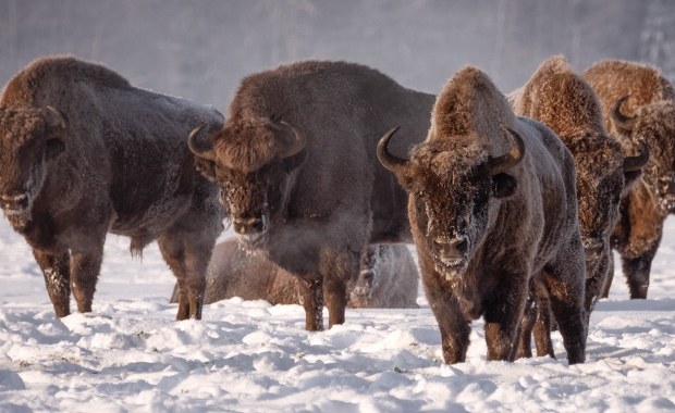 Ile żubrów występuje w Puszczy Białowieskiej? Mamy rekord