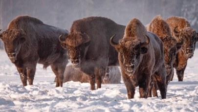 Ile żubrów występuje w Puszczy Białowieskiej? Mamy rekord